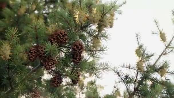 Οι βλαστοί του δέντρου πεύκων - Πλάνα, βίντεο