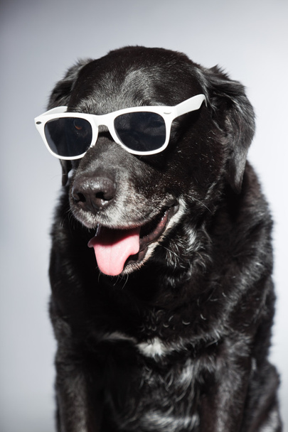 Funny old black labrador retriever wearing white sunglasses. Studio shot isolated on grey background. - Fotografie, Obrázek