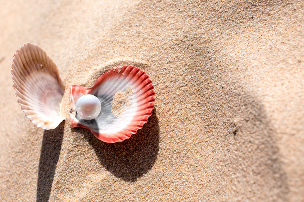 Shell Pearl Sand - Photo, image