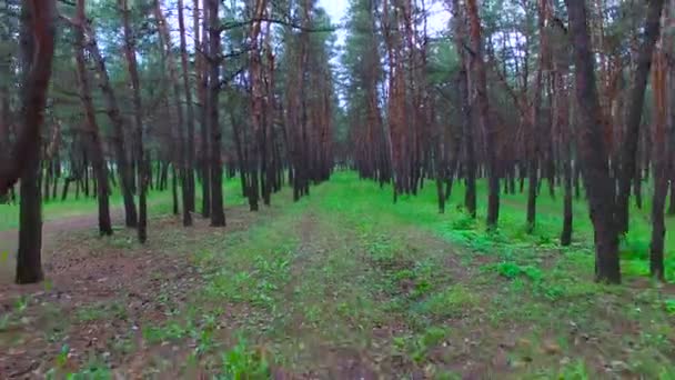 πετώντας πάνω από το πευκόφυτο δάσος - Πλάνα, βίντεο