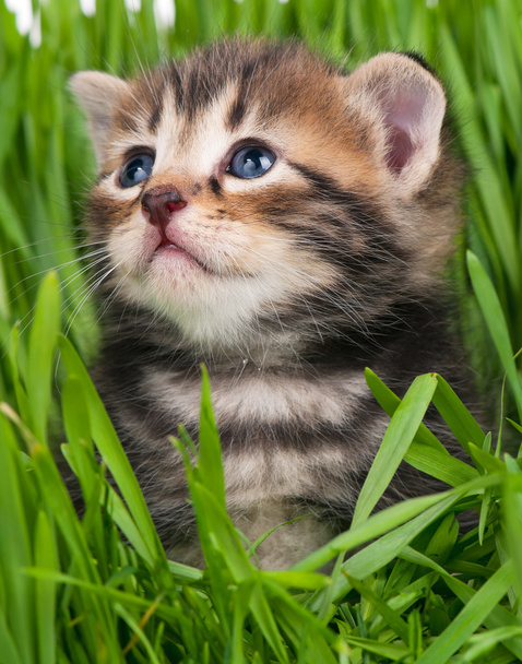χαριτωμένο μικρό γατάκι - Φωτογραφία, εικόνα