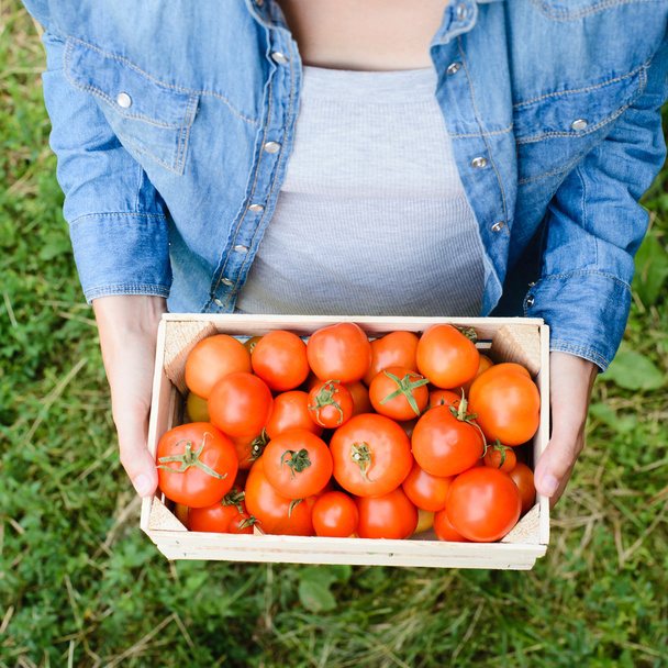 cosecha de tomate fresco
 - Foto, Imagen