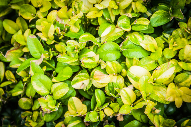 Buxus sempervirens Aurea, detail leaf - Photo, Image