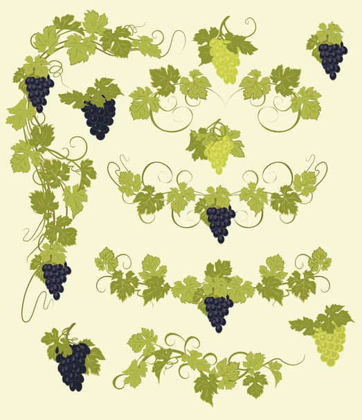 Vector design elements in vintage style with vines. - Vecteur, image