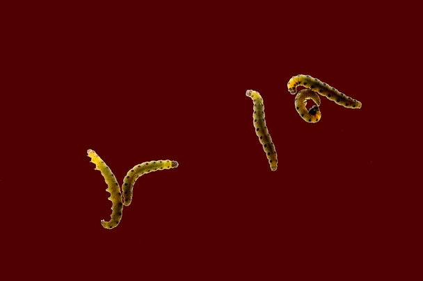 Puple caterpillars codling moth Hyponomeuta malinella on a brown background - Photo, Image