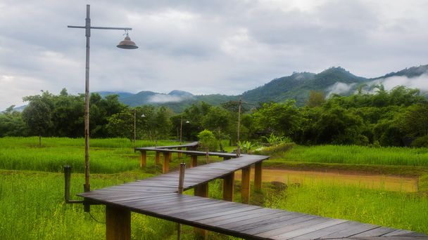 Sendero de madera a través del campo de arroz
  - Foto, Imagen