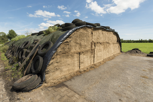 Ensilage on a dairy farm - Photo, Image