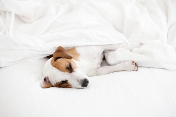 Sleeping dog at bed - Fotografie, Obrázek