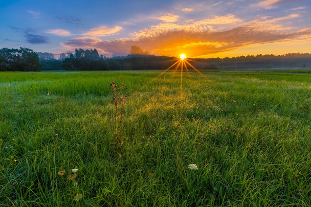 Hermosa mañana en el prado brumoso
 - Foto, imagen