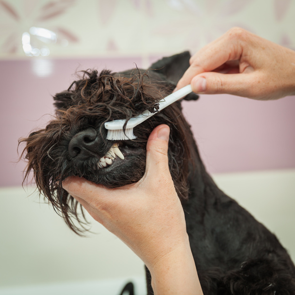 Miss putzt Zähne Hund beobachtet Hygiene und gesunden Lebensstil - Foto, Bild