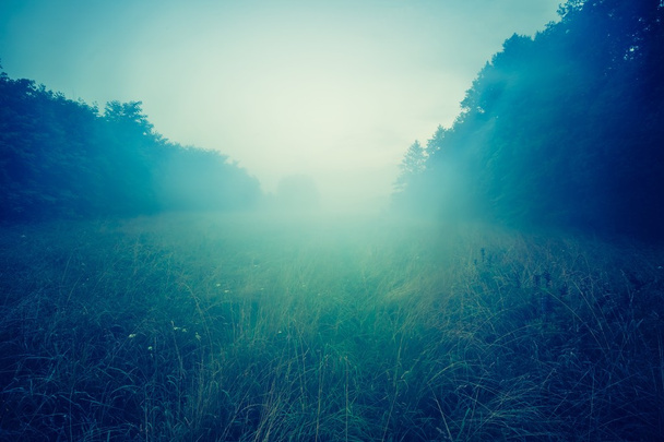Прекрасное утро на туманном лугу
 - Фото, изображение