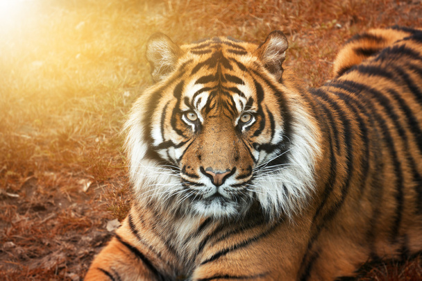 A naplemente, a nagyfokú szemek állóról hímivarú tigris - Fotó, kép