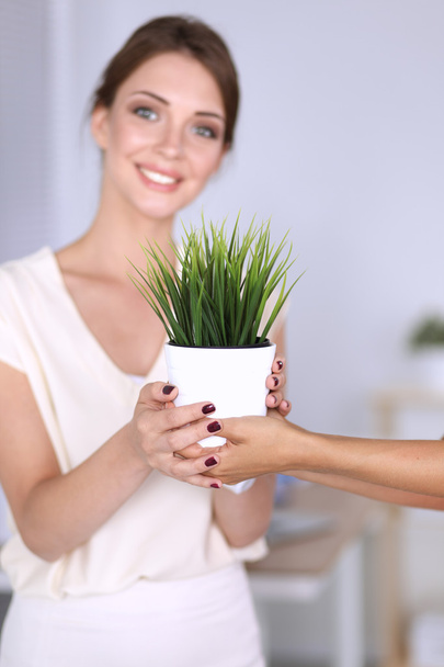Beautiful woman holding pot with a plant - Zdjęcie, obraz