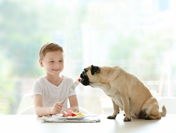 Boy feeding pug  - Фото, зображення