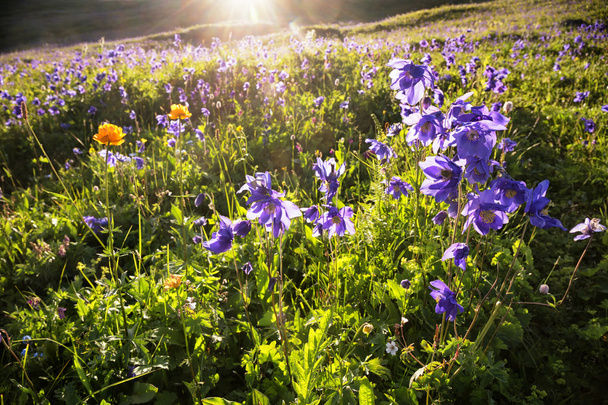 Flores azuis selvagens nas montanhas
 - Foto, Imagem