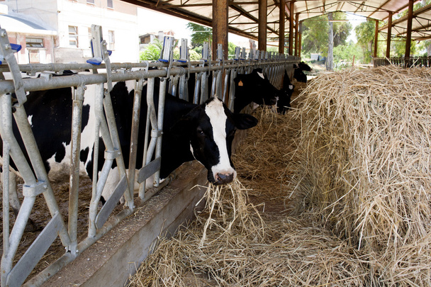 vaches mangeant de l'herbe dans un hangar à bétail
 - Photo, image
