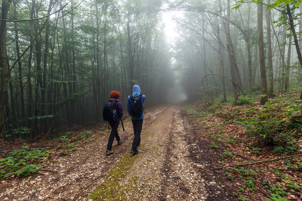 Hikers walking on a trail  - Фото, изображение