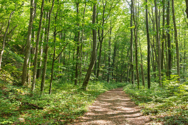 Hiking trail through forest - Fotografie, Obrázek