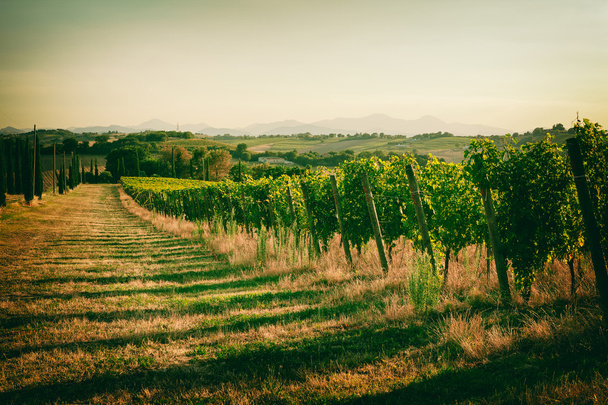 Winnica pól w Marche, Włochy - Zdjęcie, obraz