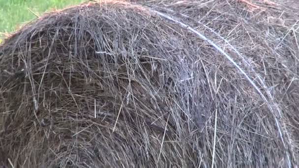 Round stack of straw - Footage, Video