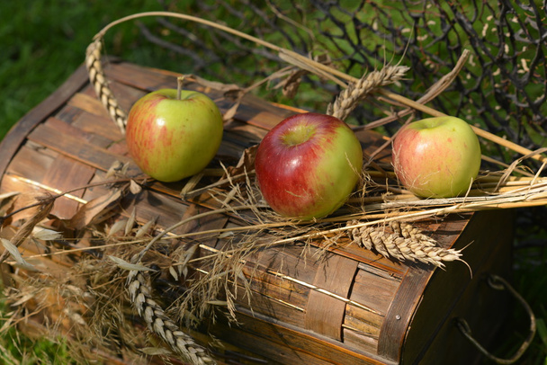 Natureza morta com maçãs maduras, peras e espiguetas de trigo
 - Foto, Imagem