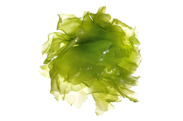 Algas verdes
 - Foto, imagen