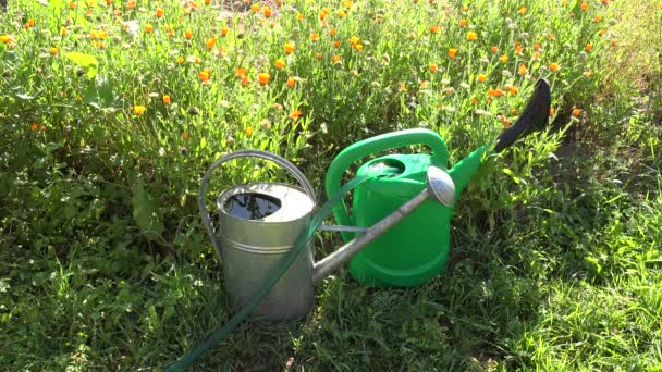 Jardinero llenando latas de agua, 4K
 - Imágenes, Vídeo