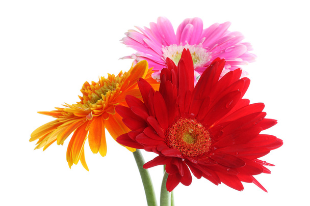 Colorful gerbera flowers head with dew - Photo, Image