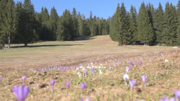Góra wiosną z kwiatami i drzewami z błękitnym niebem - Materiał filmowy, wideo