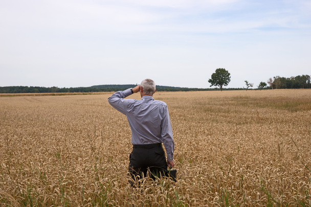 İşadamı keşfetmek buğday alanında - Fotoğraf, Görsel