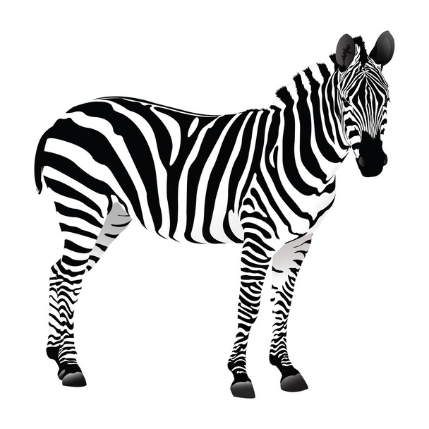balack en wit zebra - Vector, afbeelding