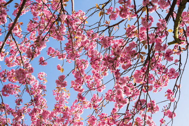 Przeciw błękitne niebo: japoński kwitnienia wiśniowe drzewo kwitnące w Apr - Zdjęcie, obraz