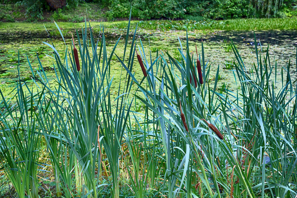Reeds by the old pond - Photo, Image