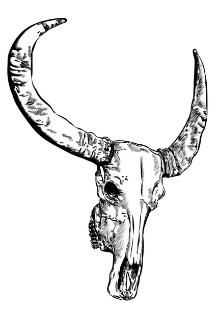 Cow skull- hand drawn vector illustration, isolated on white - Vector, Image