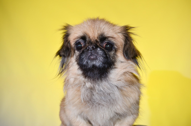 дружелюбная собака на желтом
 - Фото, изображение