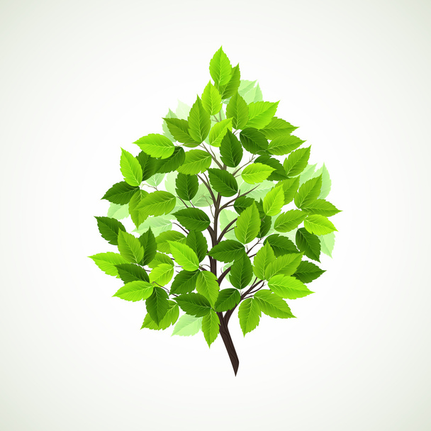 Branch with fresh green leaves - Vector, Image