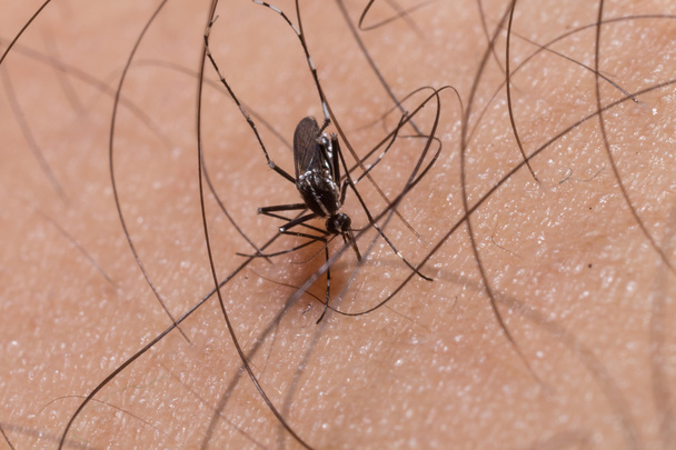 mug op menselijke huid en zuigen bloed - Foto, afbeelding