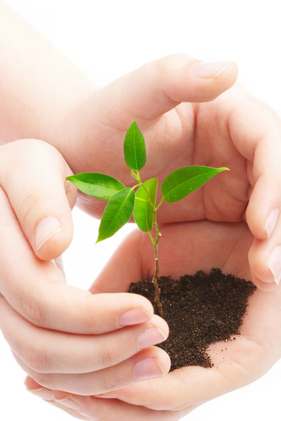Human hands and young plant - Foto, Imagen