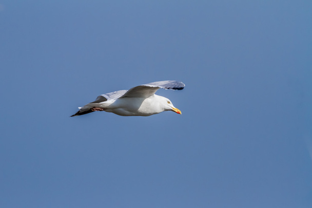 The flying seagull - Photo, Image