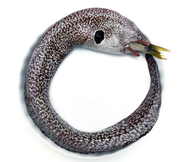 Moray anguila
 - Foto, imagen