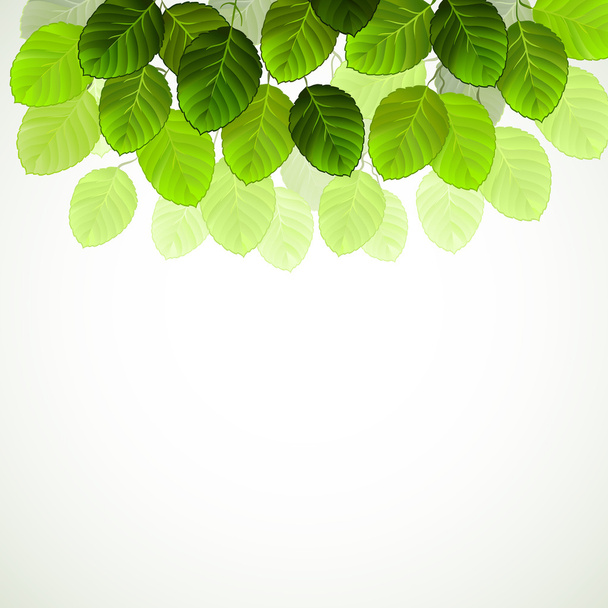 Hanging branch with fresh green leaves - Вектор, зображення