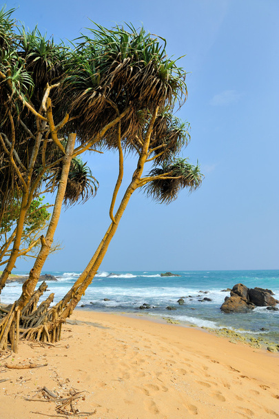 Tropical beach with palm - Фото, изображение