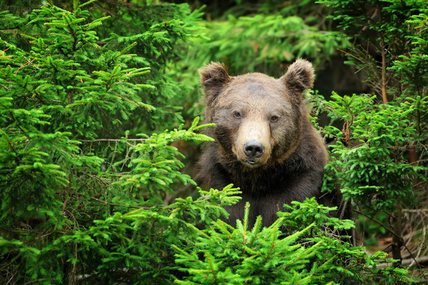 Καφέ αρκούδα (Ursus arctos) στη φύση - Φωτογραφία, εικόνα