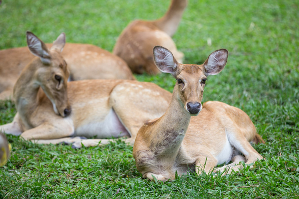 groupe de cerfs antilopes assis sur l'herbe
 - Photo, image