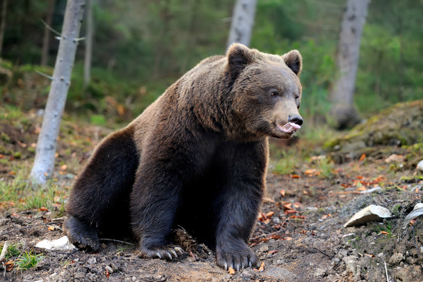 Nagy barna medve (Ursus arctos) - Fotó, kép