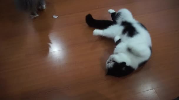 Egzotikus Gyorsírás macska gördülő a padlón - Felvétel, videó