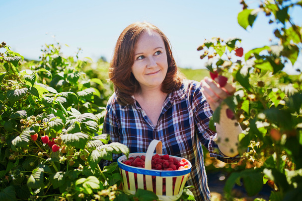 Smiling woman gathering ripe raspberries - Foto, imagen