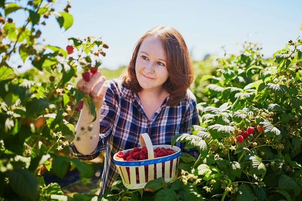 Smiling woman gathering ripe raspberries - Photo, image