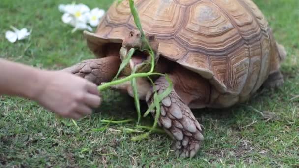 Handfütterung der Sulcata-Schildkröte im Garten  - Filmmaterial, Video