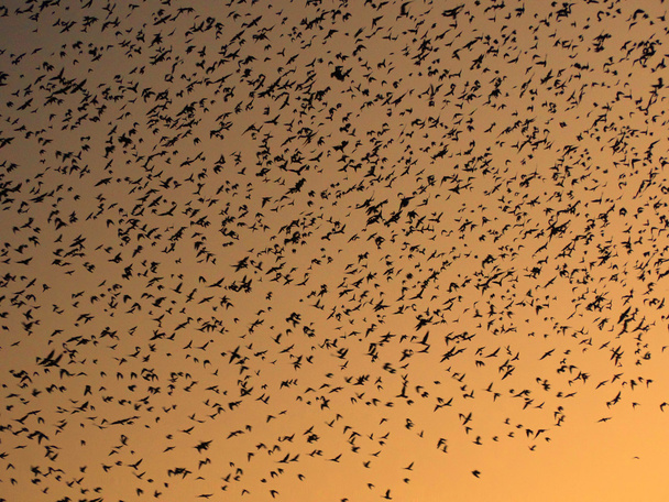 Flock of birds in the sky - Фото, изображение